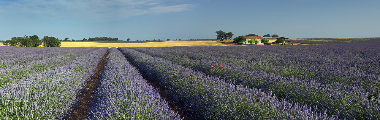 #080131-1 - Villa & Field of Lavender, near Valensole, Alpes de Haute, Provence, France