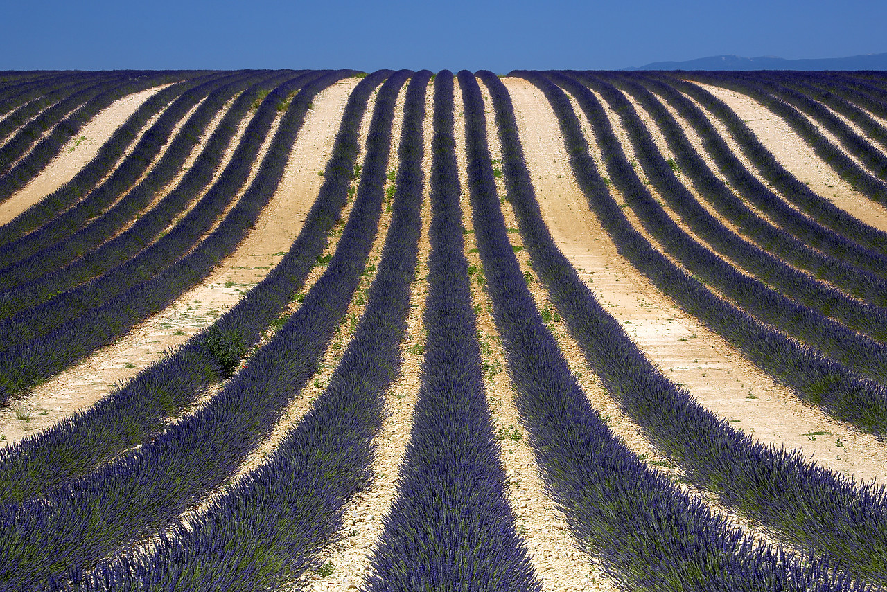 #080132-1 - Field of Lavender, near Valensole, Alpes de Haute, Provence, France