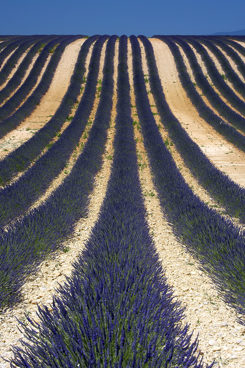 #080132-2 - Field of Lavender, near Valensole, Alpes de Haute, Provence, France