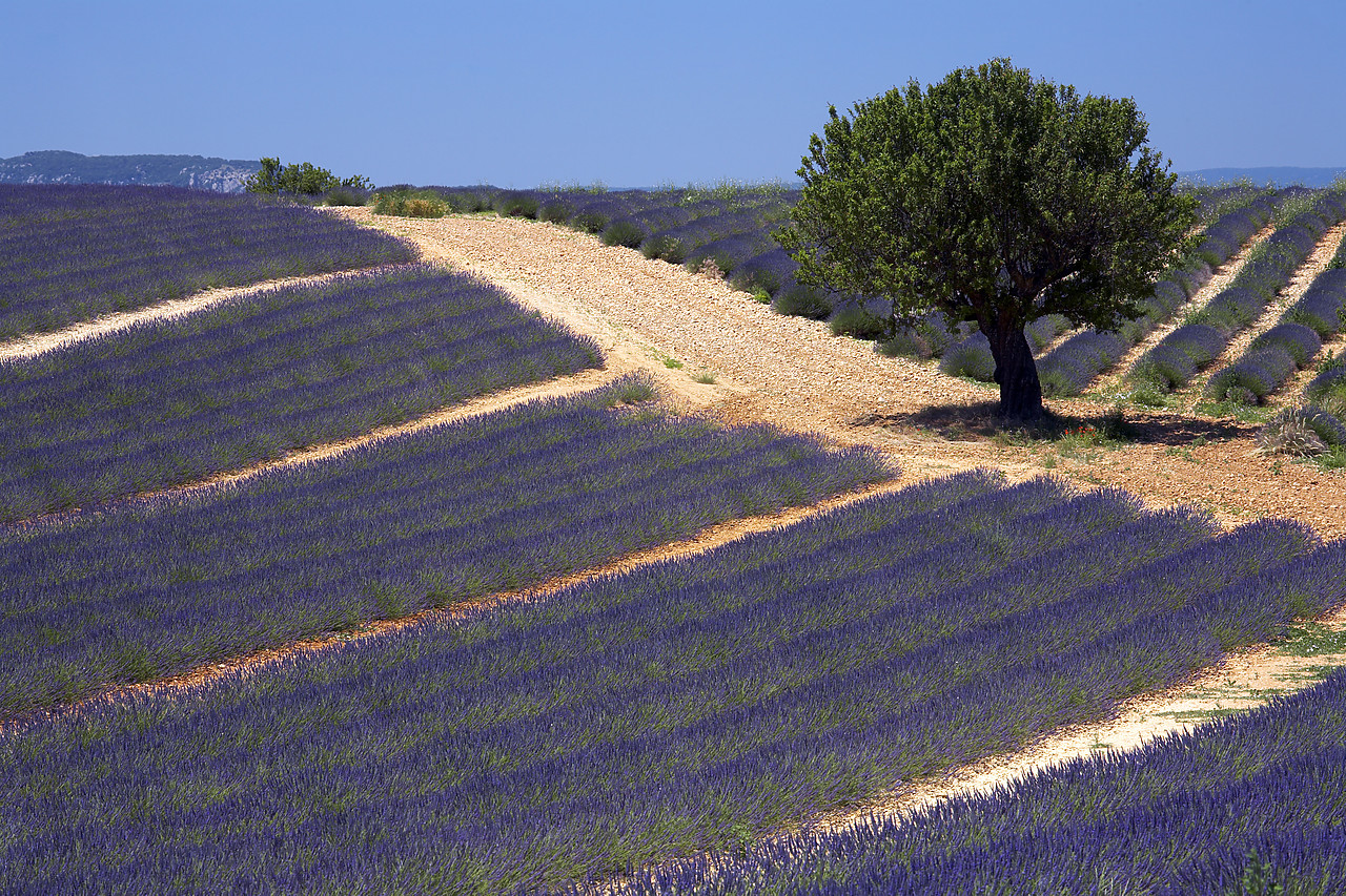#080133-1 - Lone Tree in Field of Lavender, near Valensole, Alpes de Haute, Provence, France