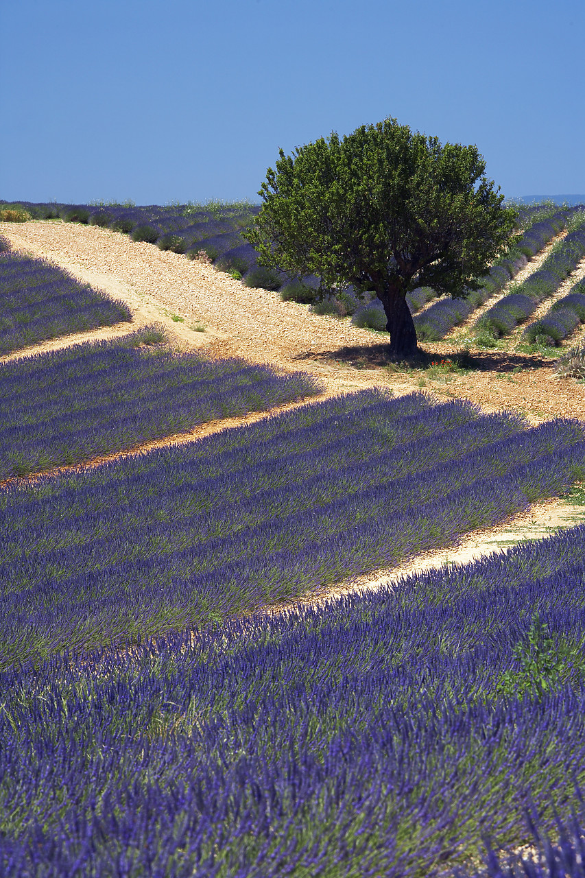 #080133-2 - Lone Tree in Field of Lavender, near Valensole, Alpes de Haute, Provence, France