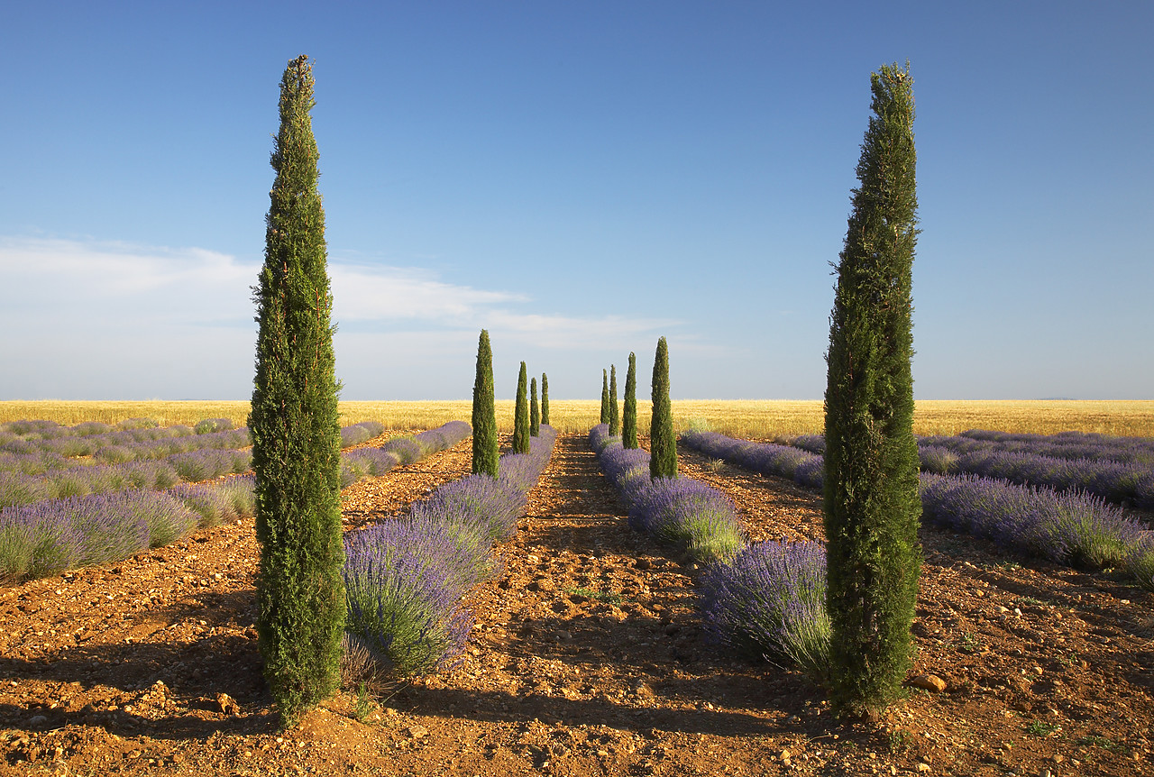 #080134-1 - Lavender & Cypress Trees, near Valensole, Alpes de Haute, Provence, France