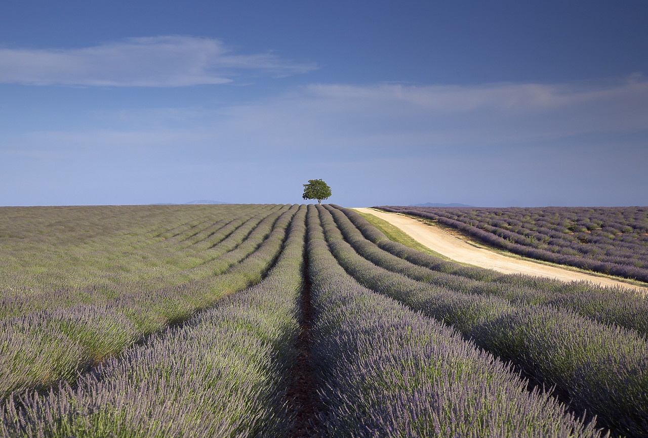 #080135-1 - Lone Tree in Field of Lavender, near Valensole, Alpes de Haute, Provence, France