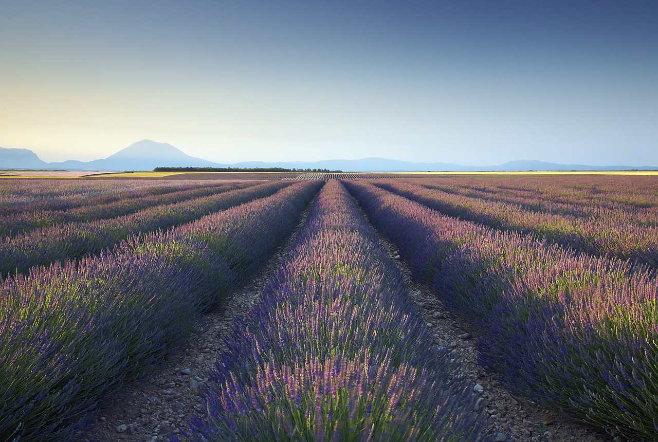 #080136-1 - Field of Lavender, near Valensole, Alpes de Haute, Provence, France