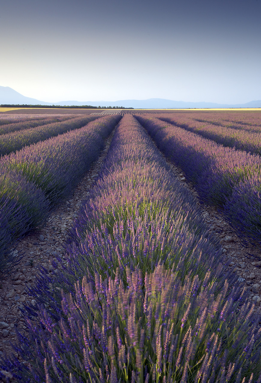 #080136-2 - Field of Lavender, near Valensole, Alpes de Haute, Provence, France