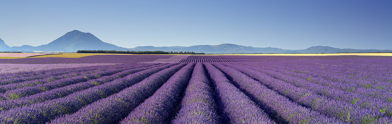 #080137-1 - Field of Lavender, near Valensole, Alpes de Haute, Provence, France