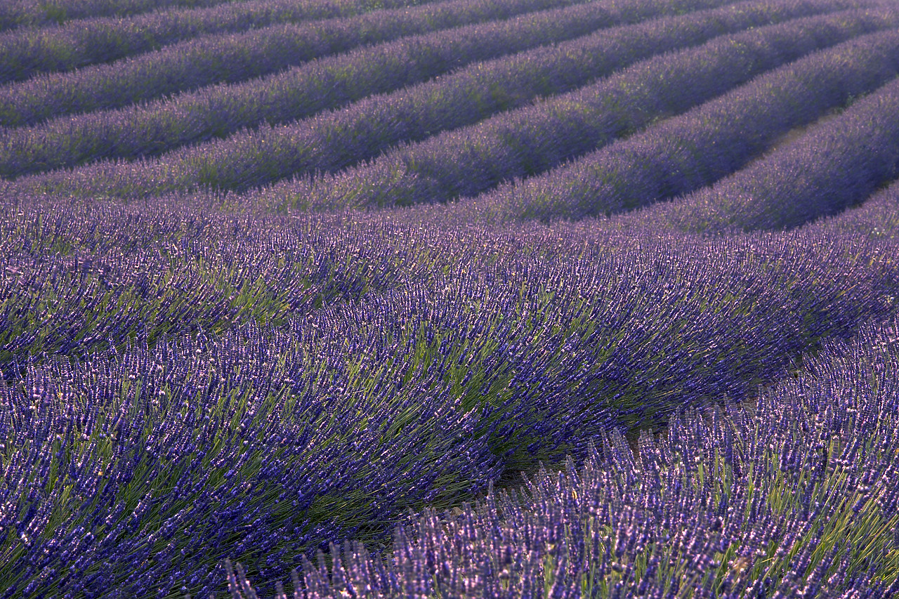 #080138-1 - Field of Lavender, near Valensole, Alpes de Haute, Provence, France