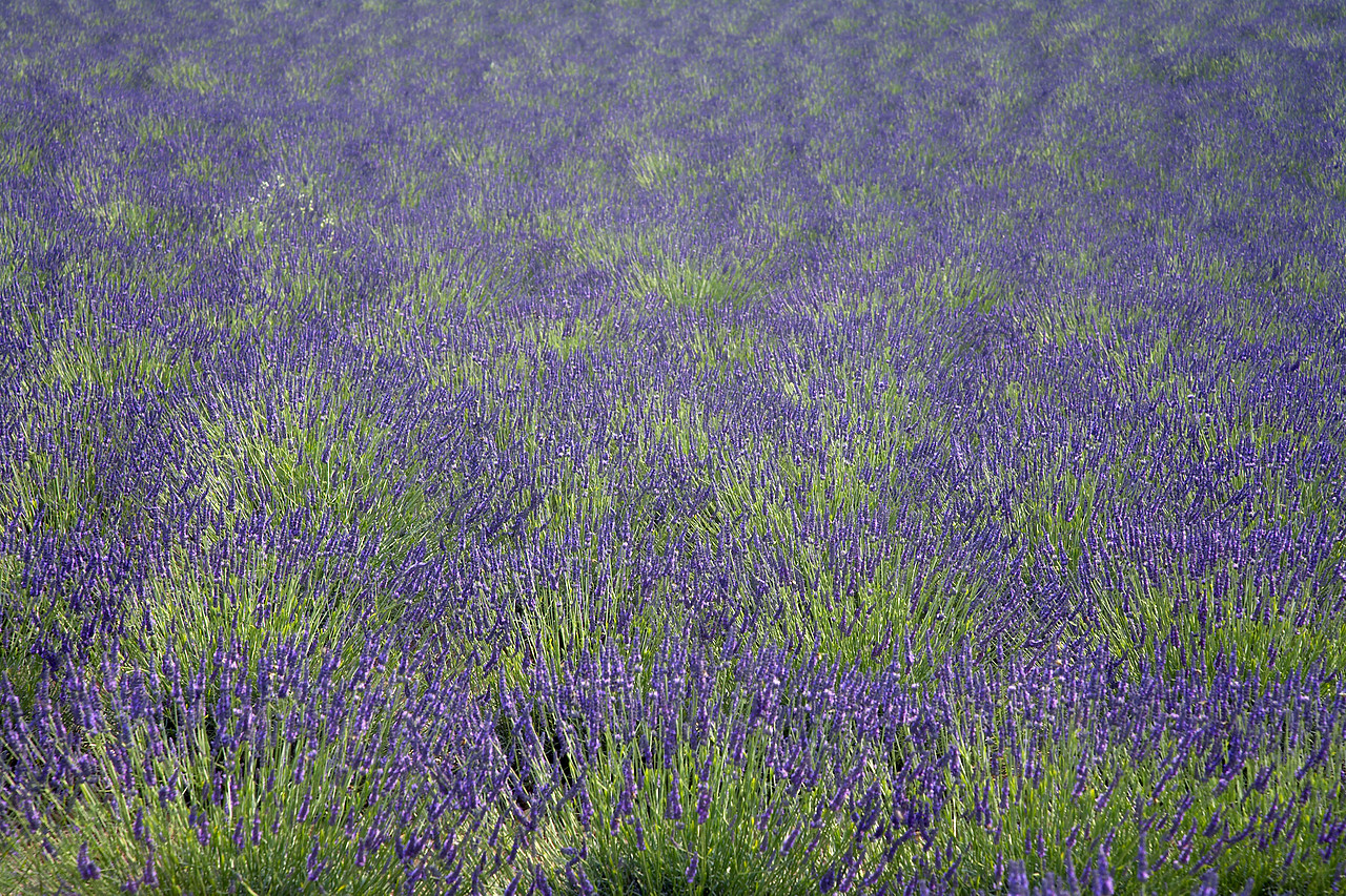 #080139-1 - Field of Lavender, near Valensole, Alpes de Haute, Provence, France