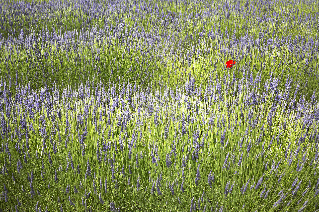 #080140-1 - Single Poppy in Lavender, near Valensole, Alpes de Haute, Provence, France