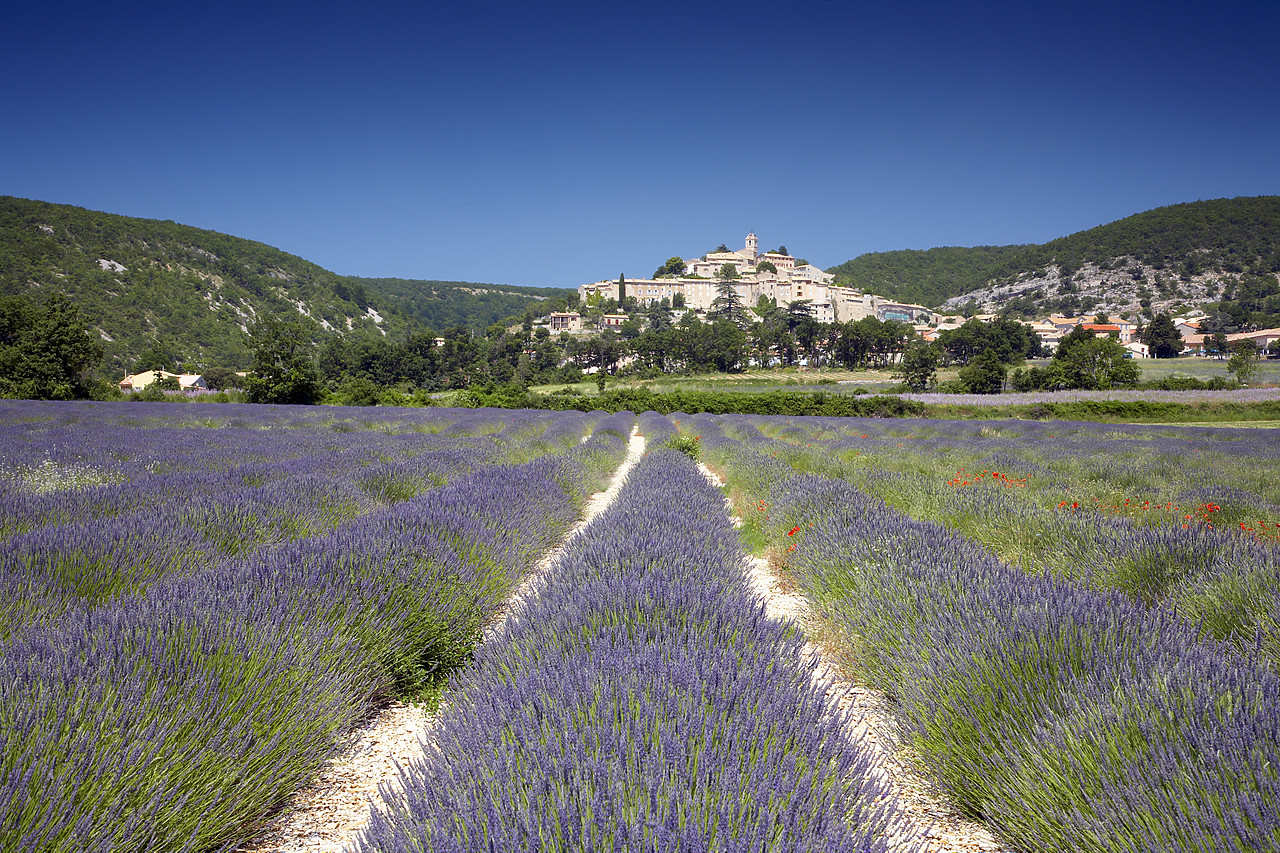 #080141-1 - Field of Lavender, Banon, Alpes de Haute, Provence, France
