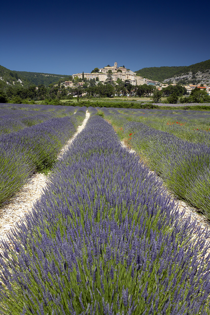 #080141-2 - Field of Lavender, Banon, Alpes de Haute, Provence, France