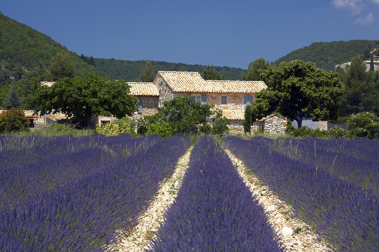#080142-1 - Villa & Field of Lavender, Banon, Alpes de Haute, Provence, France