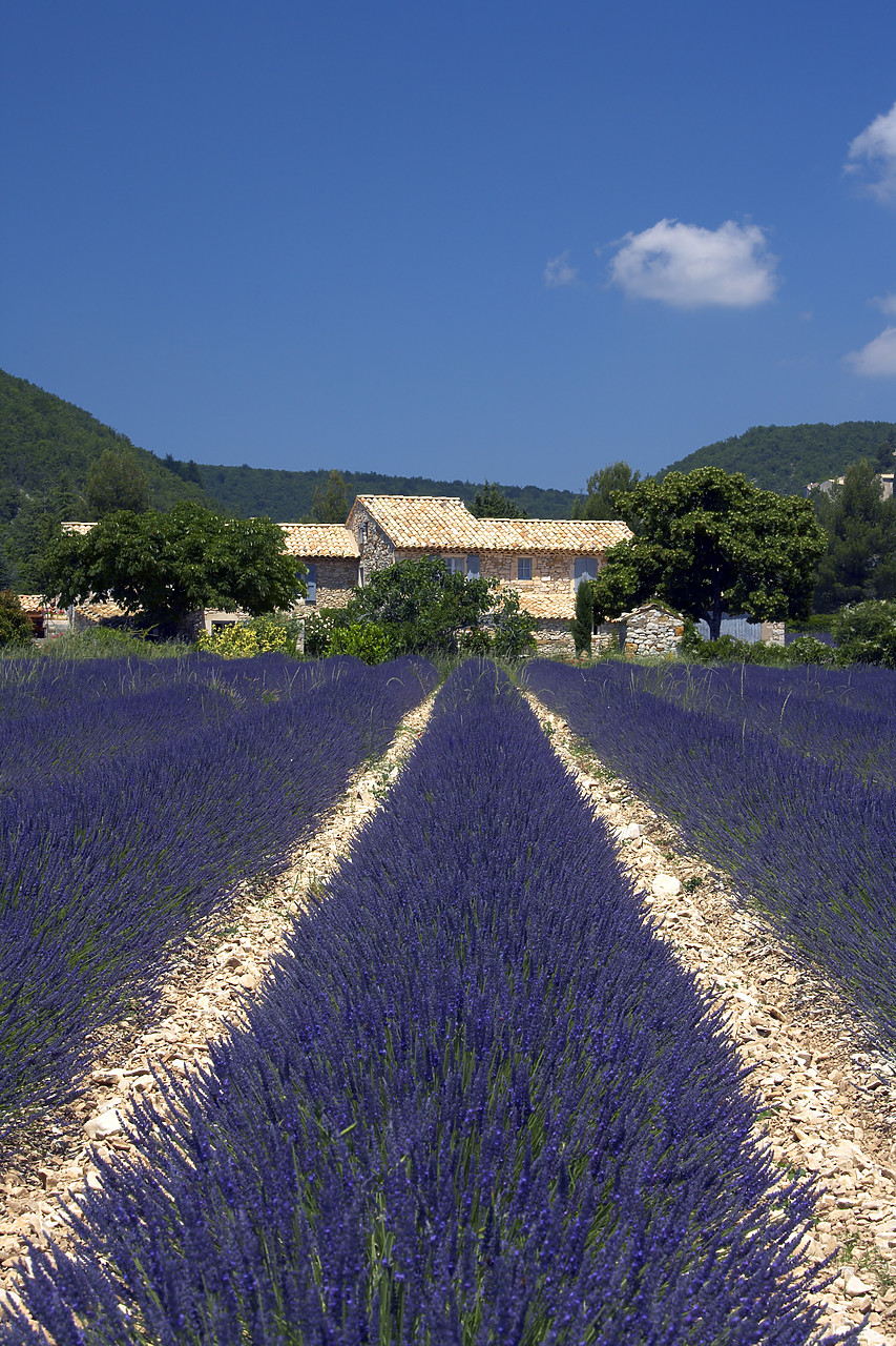 #080142-2 - Villa & Field of Lavender, Banon, Alpes de Haute, Provence, France