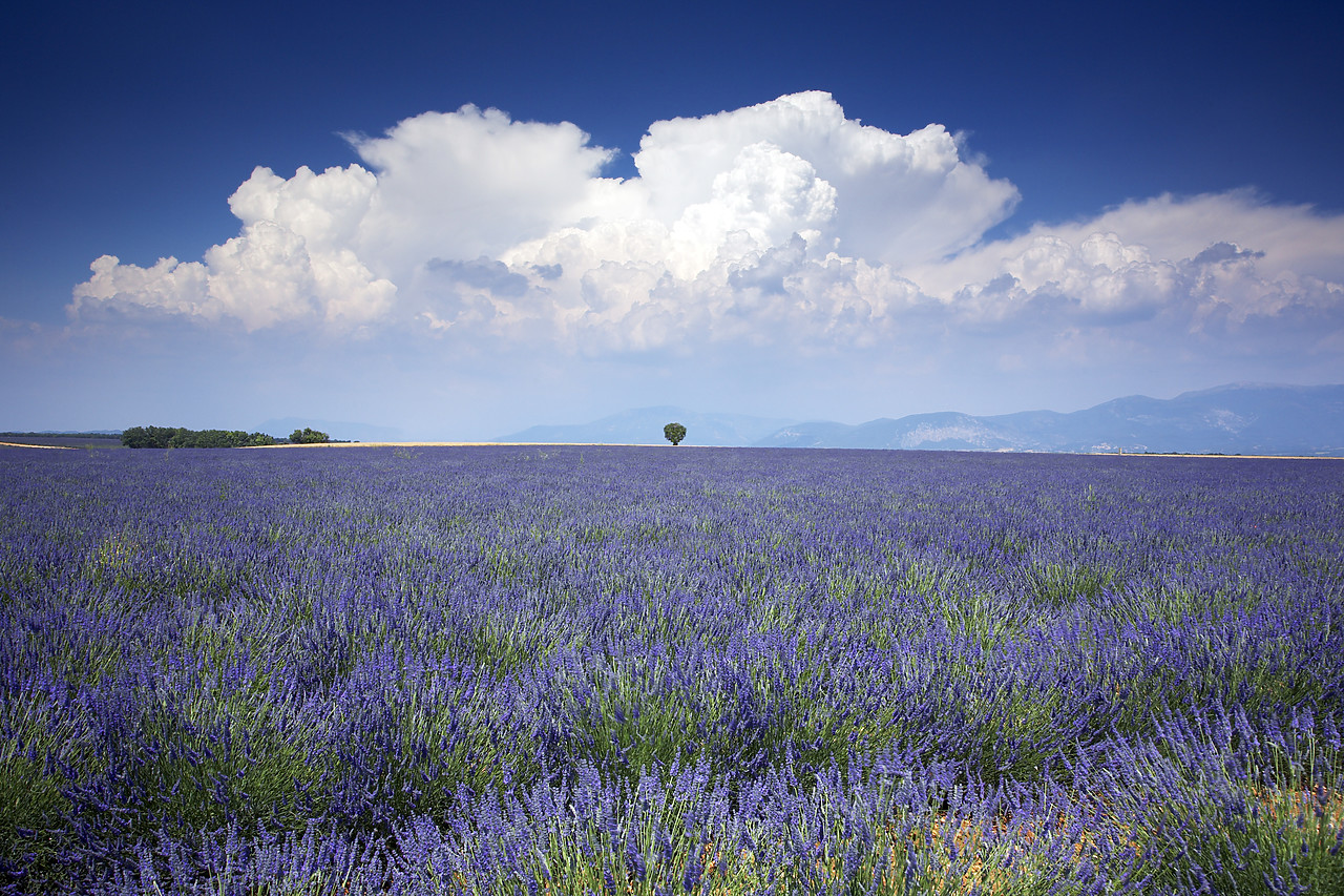 #080143-1 - Lone Tree in Field of Lavender, near Valensole, Alpes de Haute, Provence, France