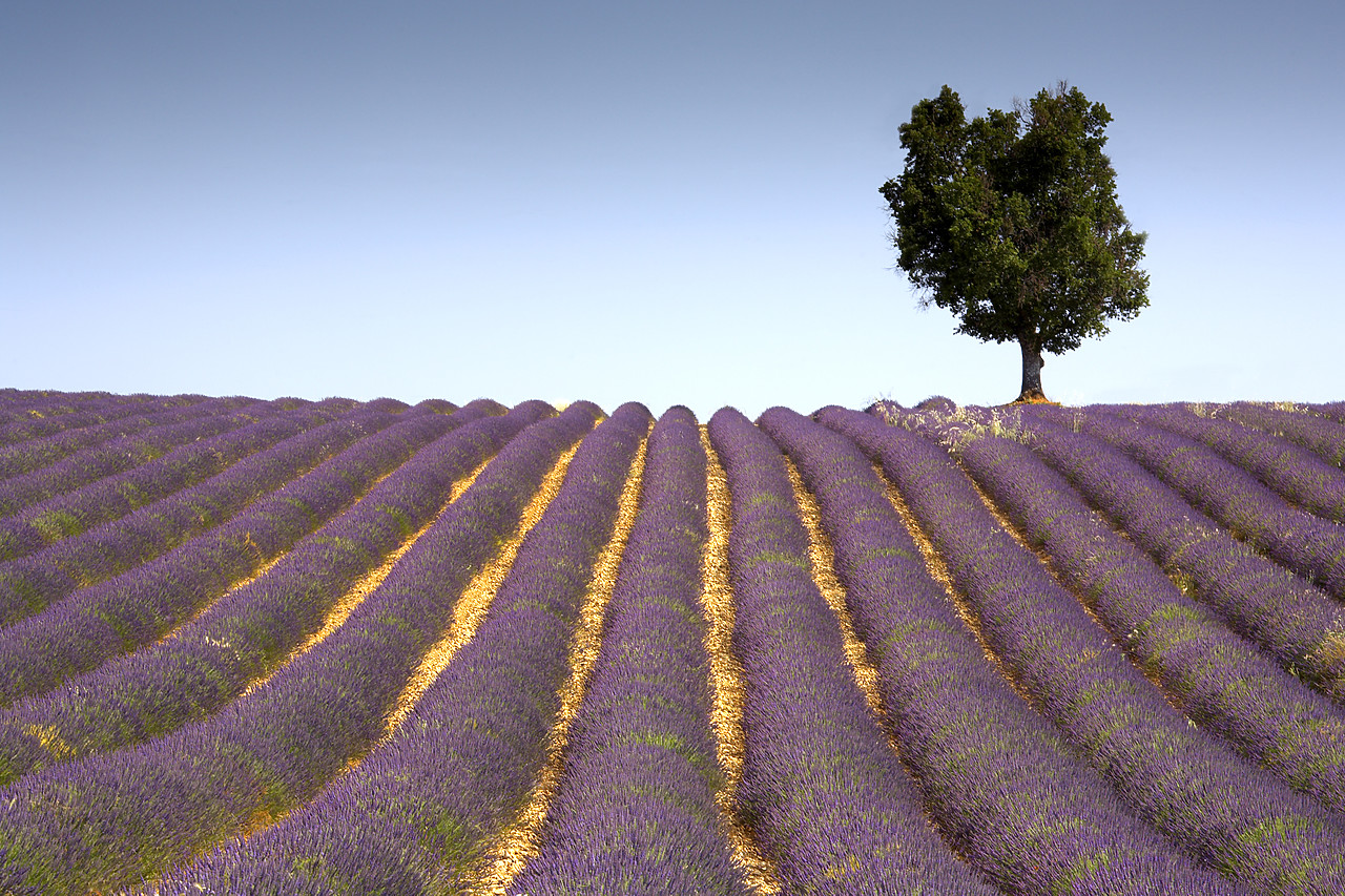 #080144-1 - Lone Tree in Field of Lavender, near Valensole, Alpes de Haute, Provence, France