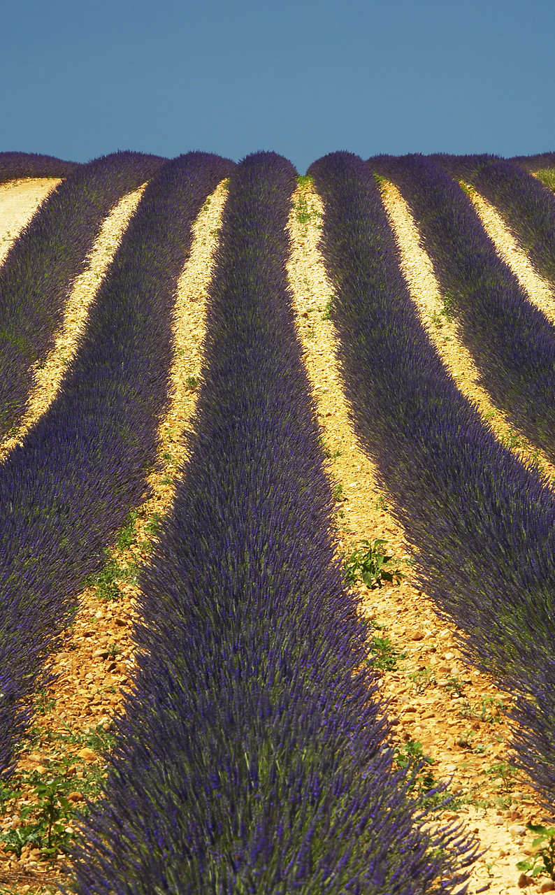 #080145-1 - Field of Lavender, near Valensole, Alpes de Haute, Provence, France