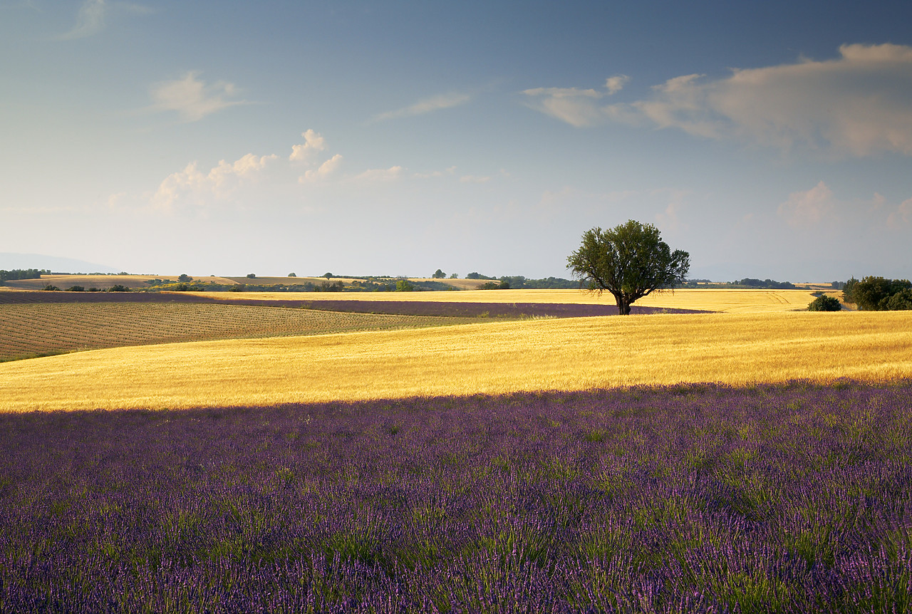 #080146-1 - Lone Tree & Lavender, near Valensole, Alpes de Haute, Provence, France