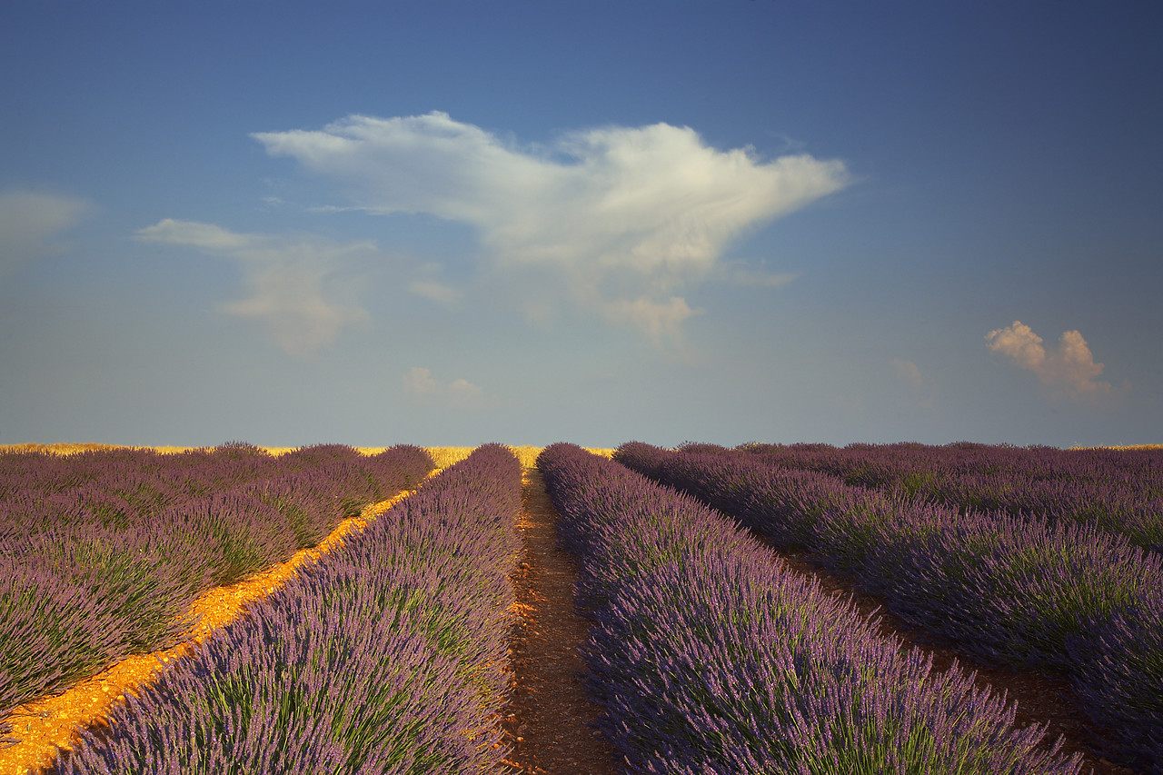 #080148-1 - Field of Lavender, near Valensole, Alpes de Haute, Provence, France
