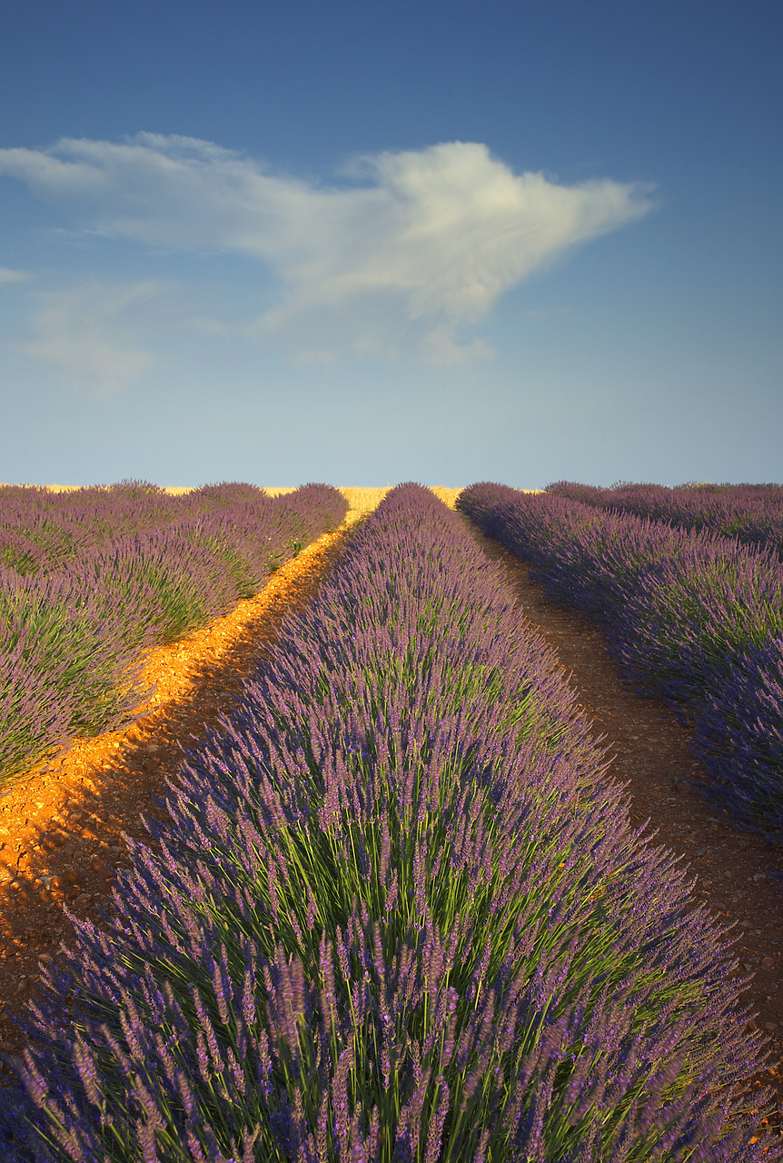 #080148-2 - Field of Lavender, near Valensole, Alpes de Haute, Provence, France
