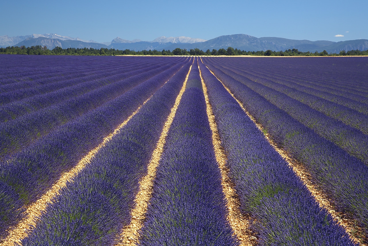 #080149-1 - Field of Lavender, near Valensole, Alpes de Haute, Provence, France