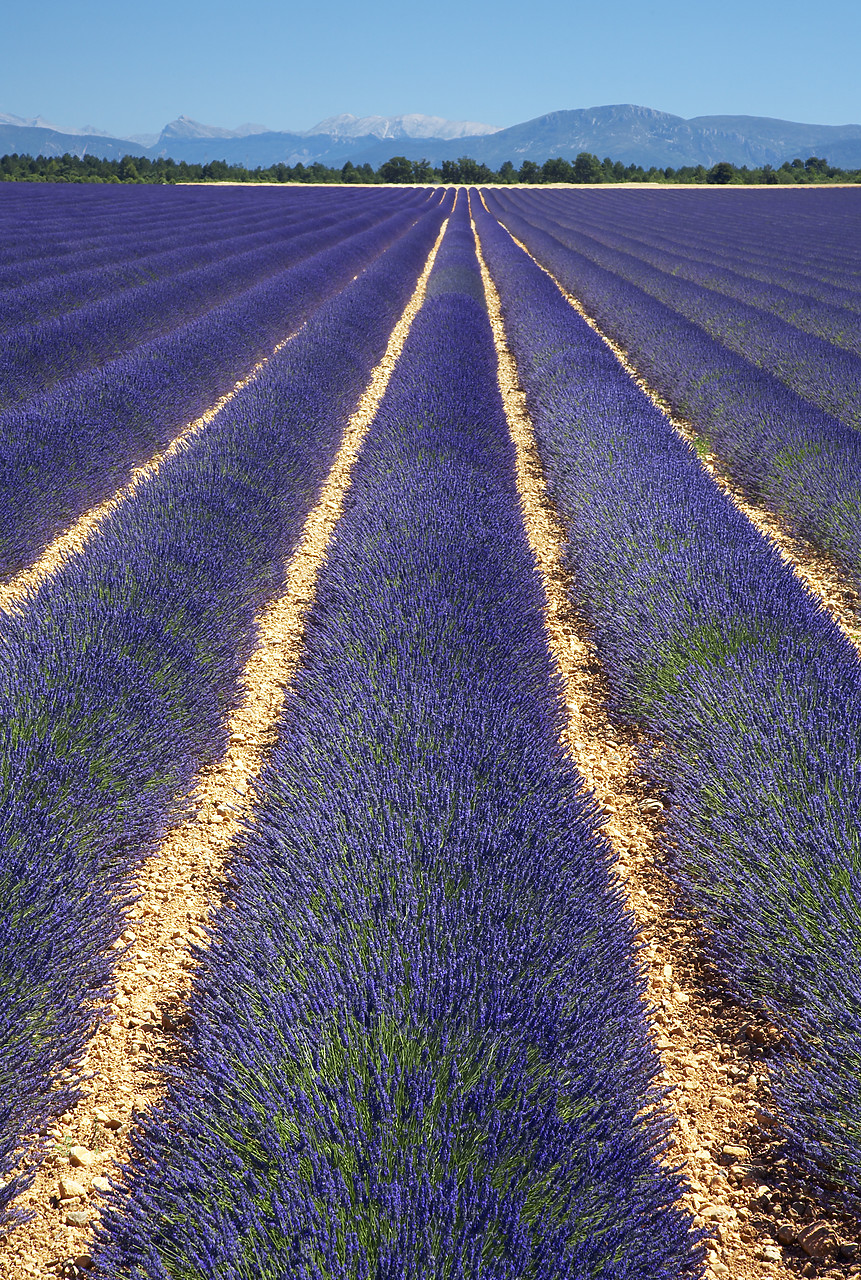 #080149-2 - Field of Lavender, near Valensole, Alpes de Haute, Provence, France