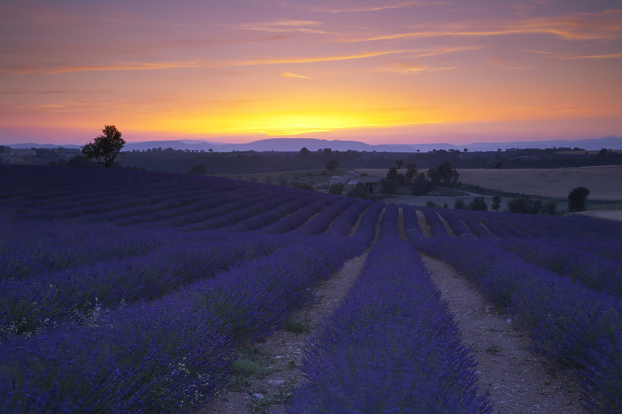 #080150-1 - Field of Lavender at Sunset, near Valensole, Alpes de Haute, Provence, France