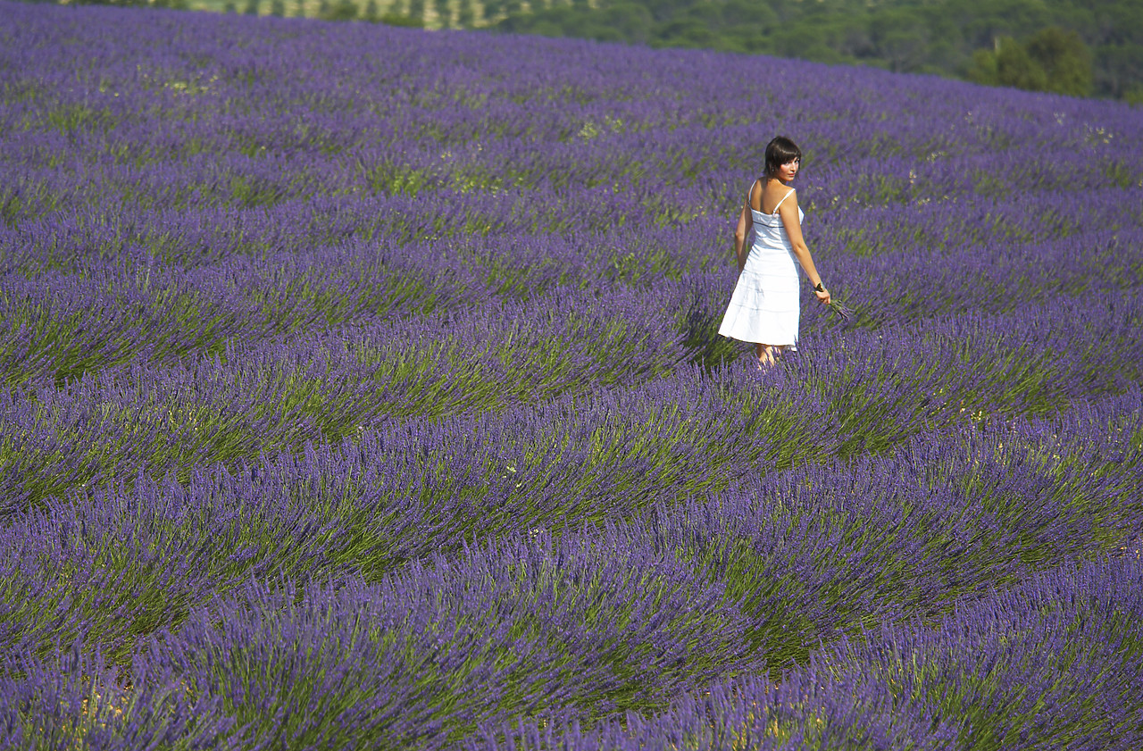 #080152-1 - Girl in Field of Lavender, near Valensole, Alpes de Haute, Provence, France