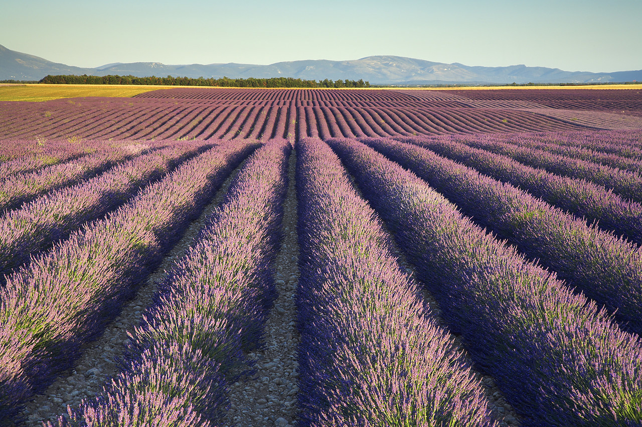 #080153-1 - Field of Lavender, near Valensole, Alpes de Haute, Provence, France