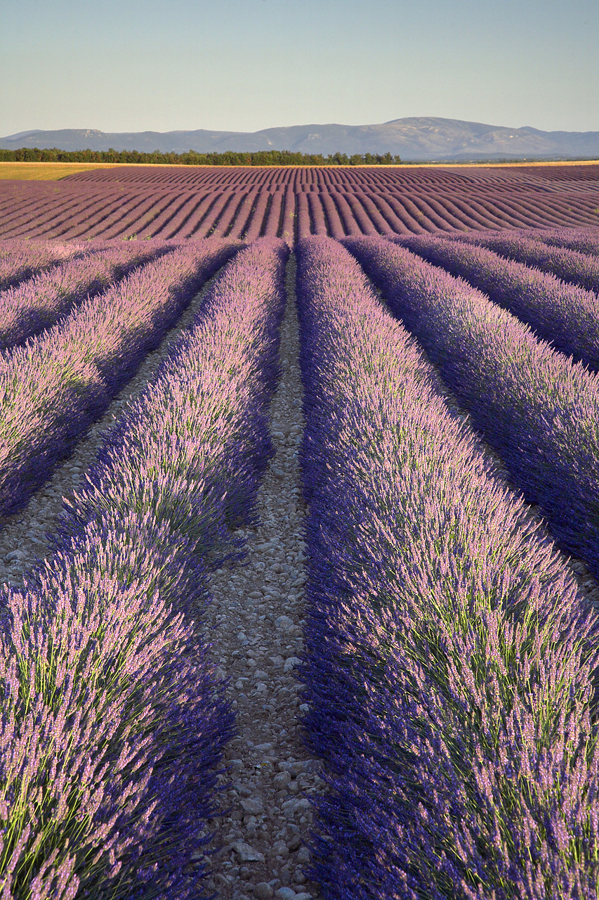 #080153-2 - Field of Lavender, near Valensole, Alpes de Haute, Provence, France