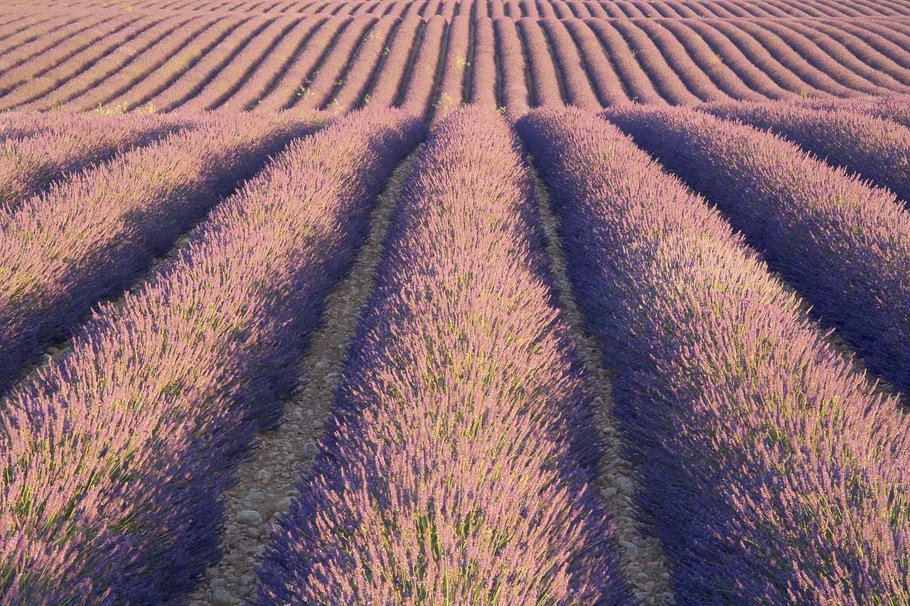 #080154-1 - Field of Lavender, near Valensole, Alpes de Haute, Provence, France