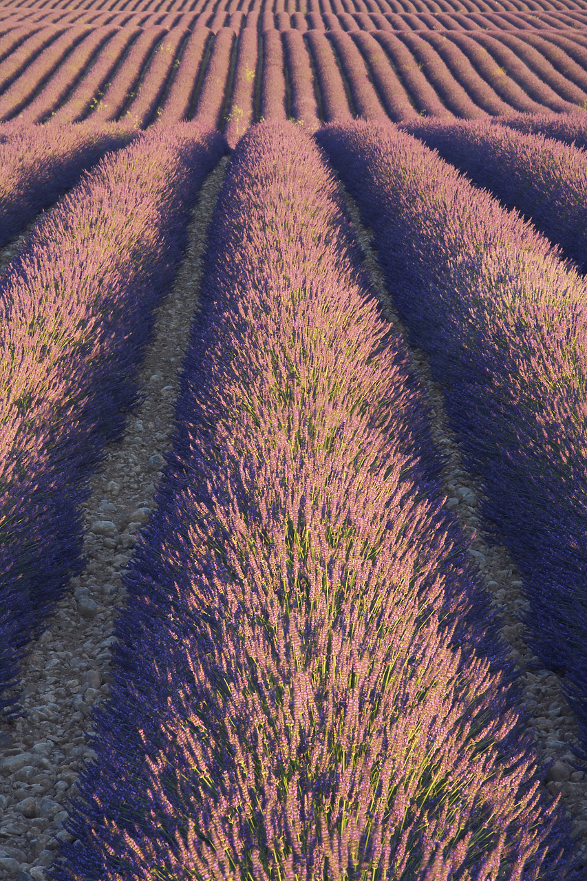 #080154-2 - Field of Lavender, near Valensole, Alpes de Haute, Provence, France