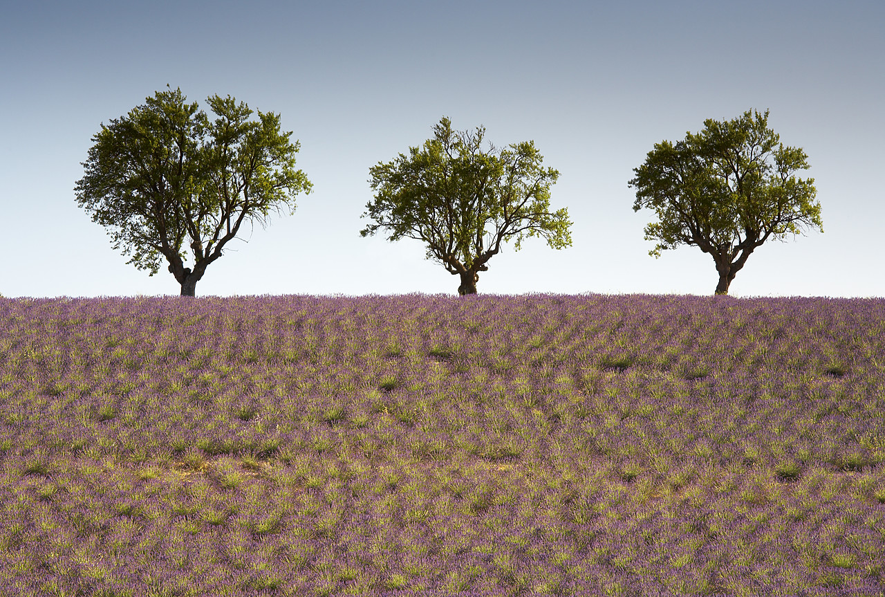 #080155-1 - Three Trees in Field of Lavender, near Valensole, Alpes de Haute, Provence, France
