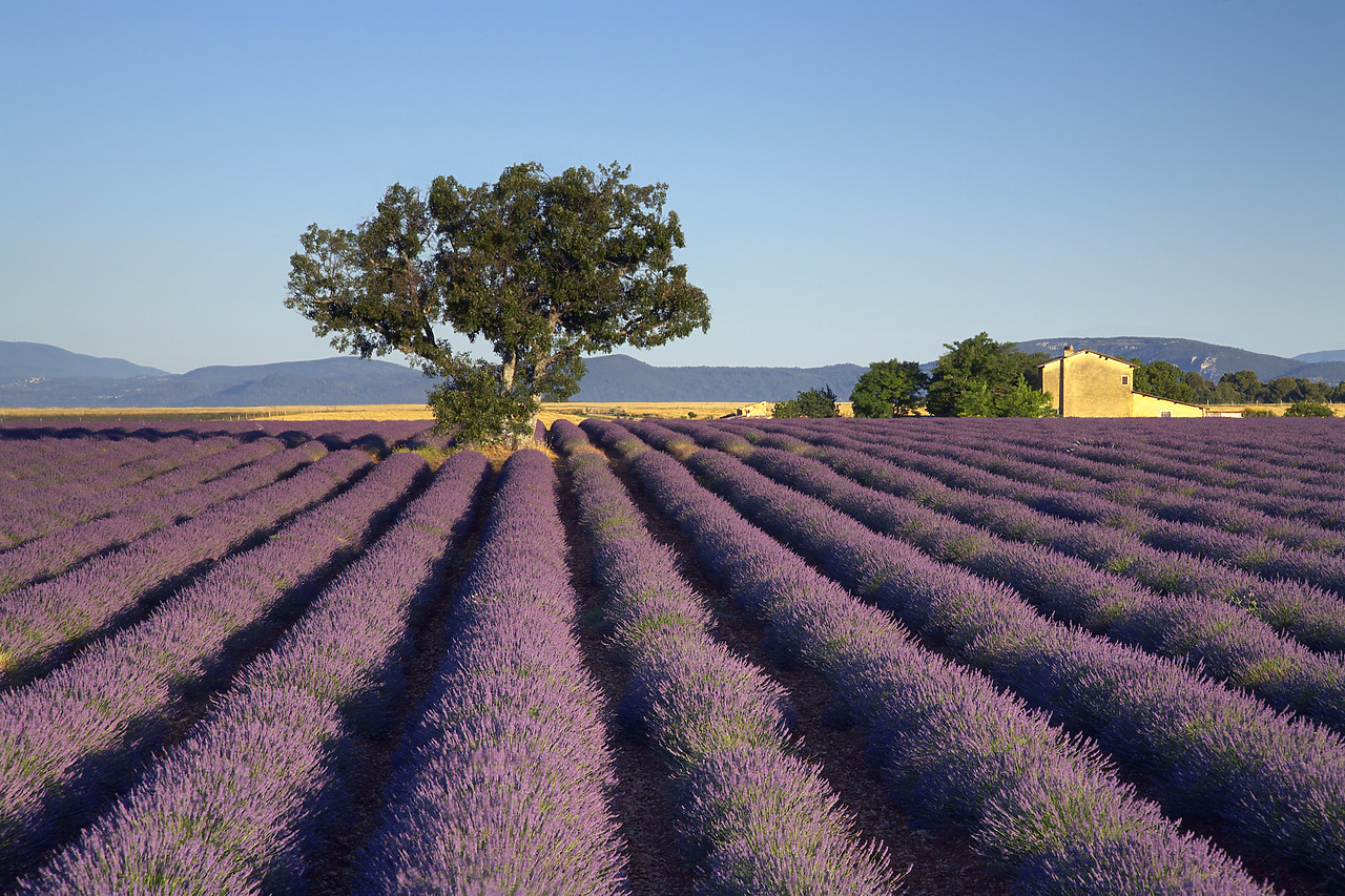 #080156-1 - Field of Lavender, near Valensole, Alpes de Haute, Provence, France