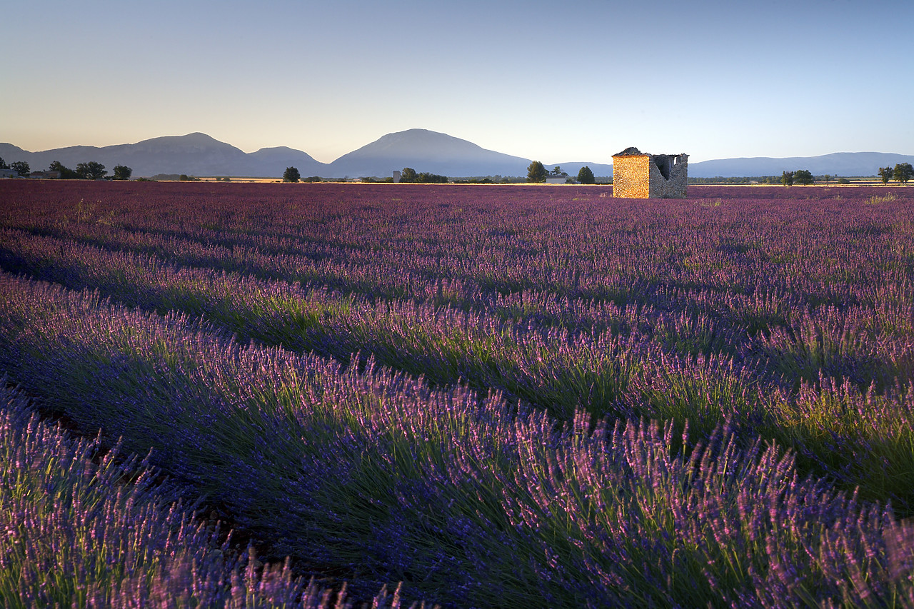#080157-1 - Field of Lavender, near Valensole, Alpes de Haute, Provence, France