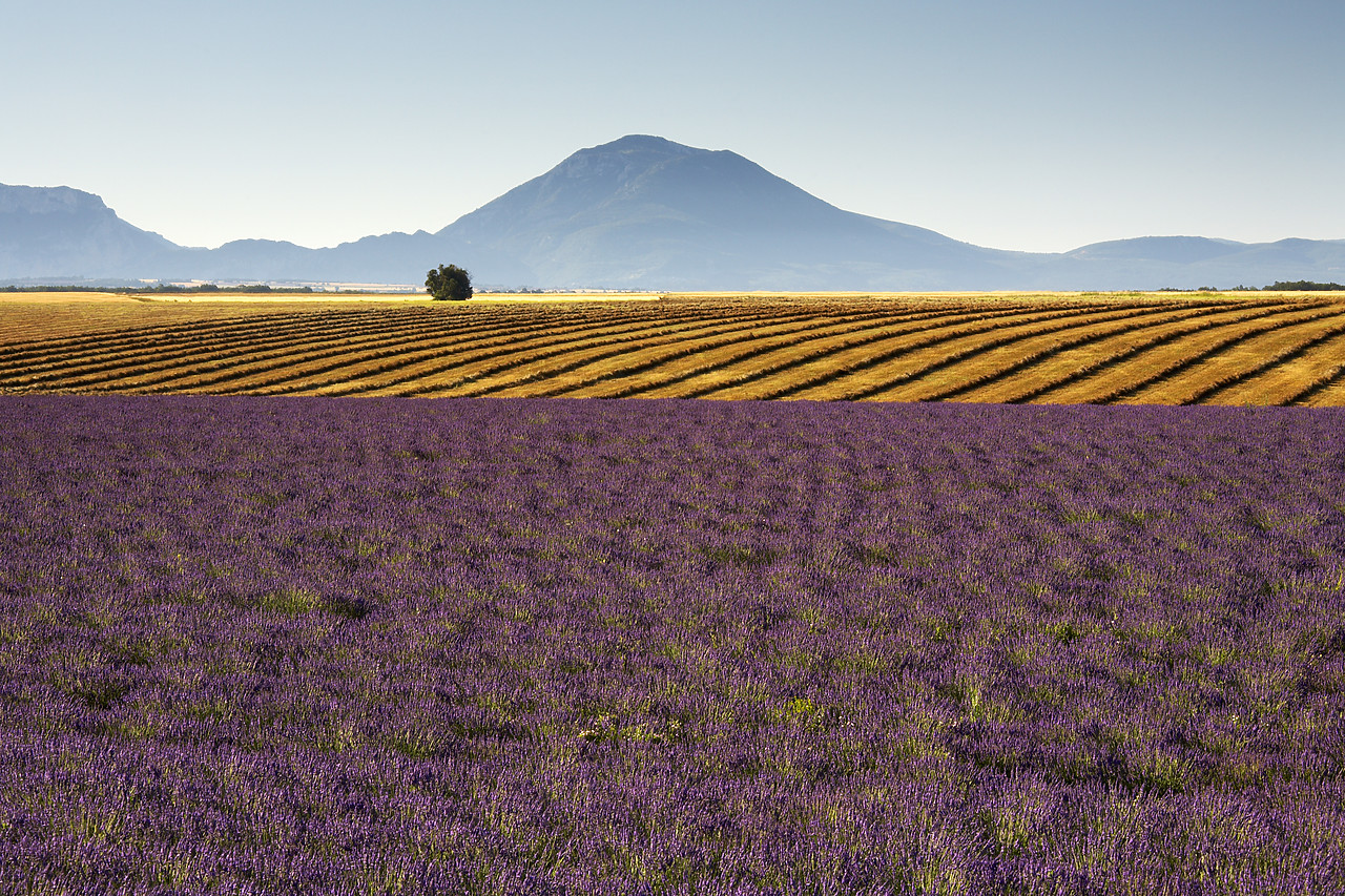 #080158-1 - Field of Lavender, near Valensole, Alpes de Haute, Provence, France