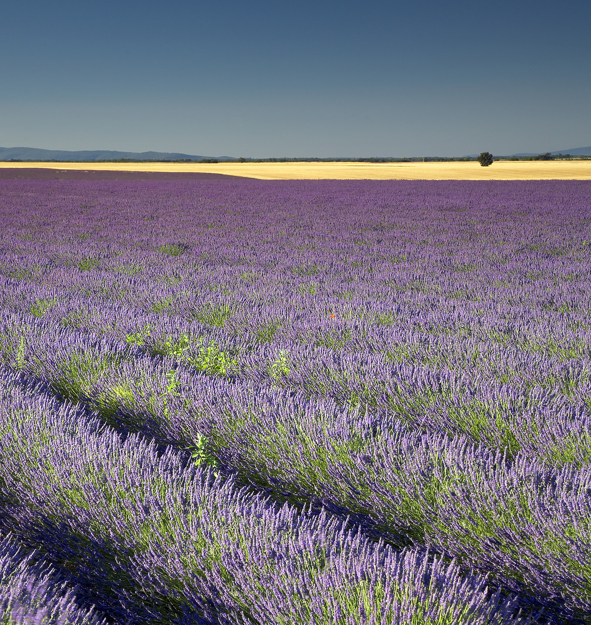 #080159-1 - Field of Lavender, near Valensole, Alpes de Haute, Provence, France