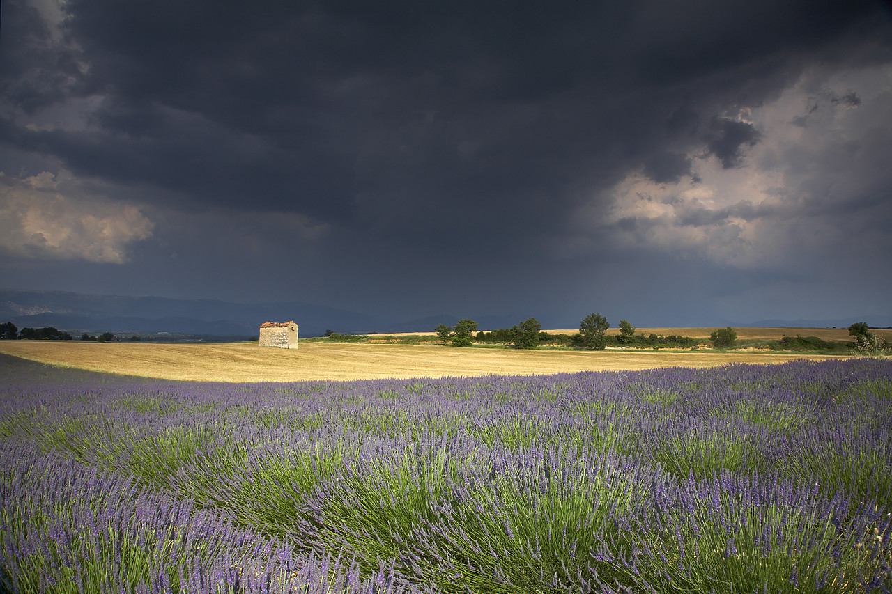 #080160-1 - Storm over Field of Lavender, near Puimiosson, Alpes de Haute, Provence, France