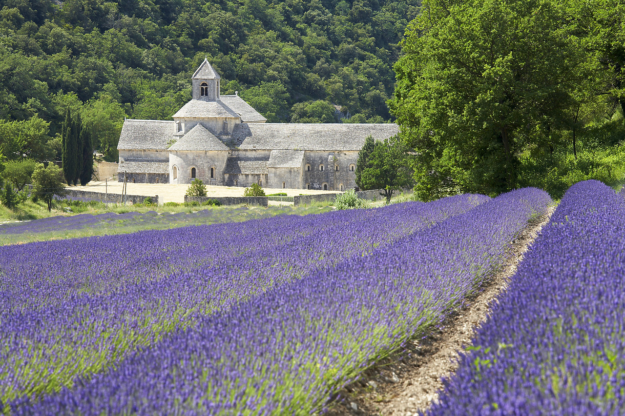#080161-1 - Field of Lavender & Senanque Abbey, Alpes de Haute, Provence, France