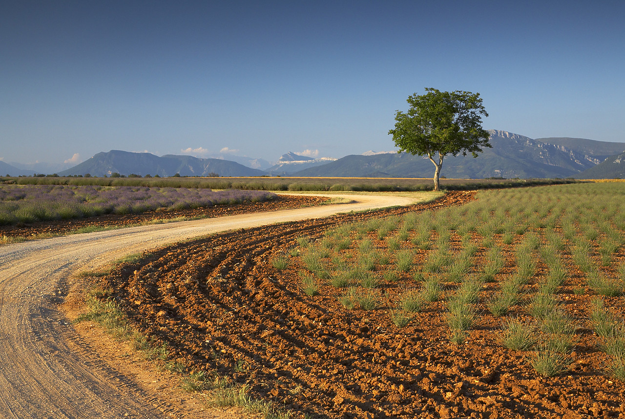 #080164-1 - Winding Road & Tree, near Valensole, Alpes de Haute, Provence, France
