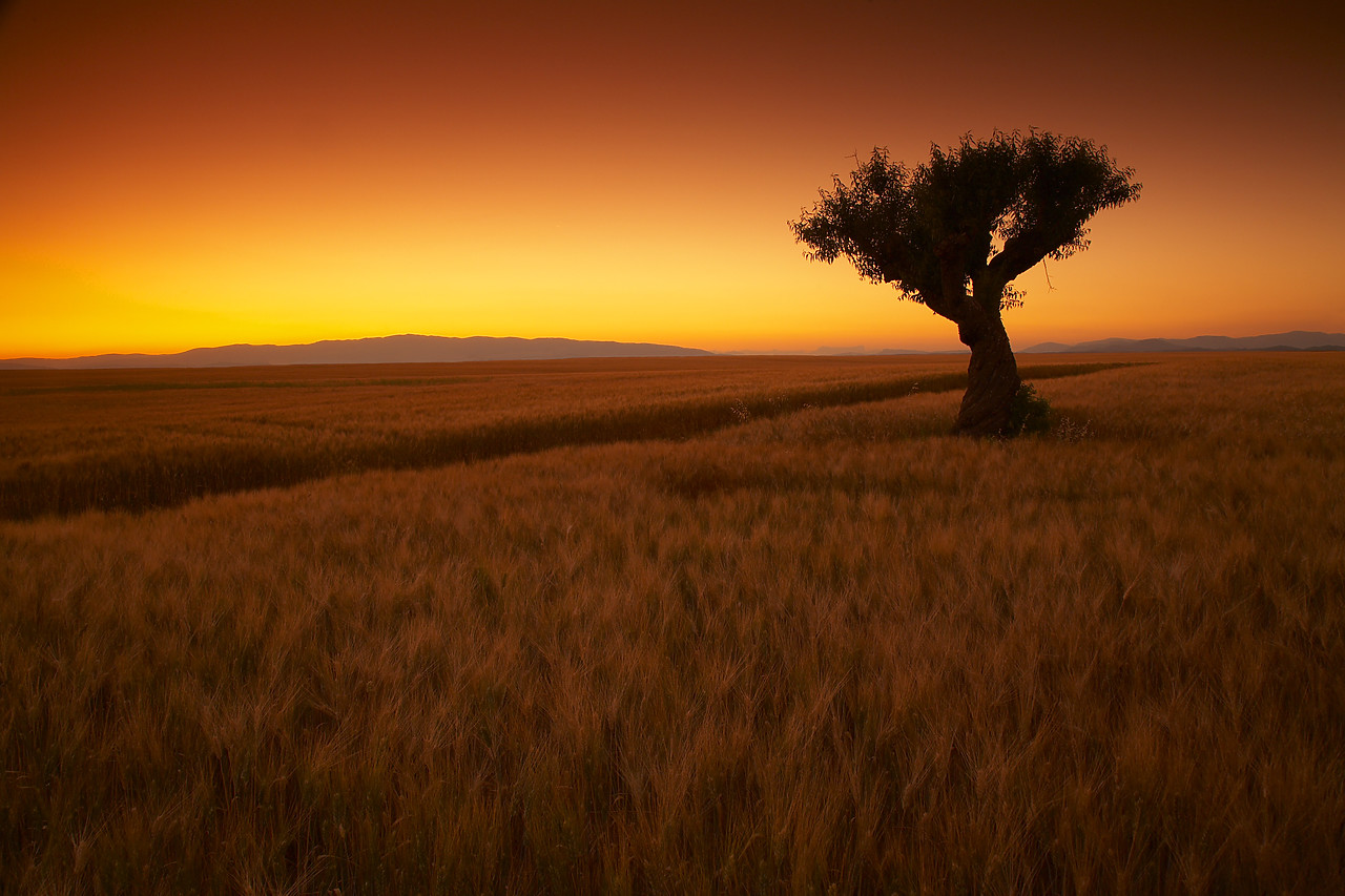 #080168-1 - Lone Tree in Field of Barley at Sunset, near Valensole, Alpes de Haute, Provence, France