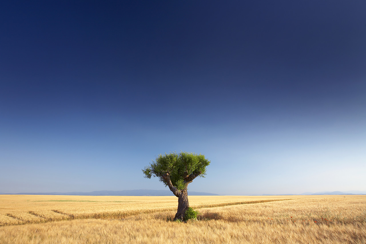 #080169-1 - Lone Tree in Field of Barley, near Valensole, Alpes de Haute, Provence, France