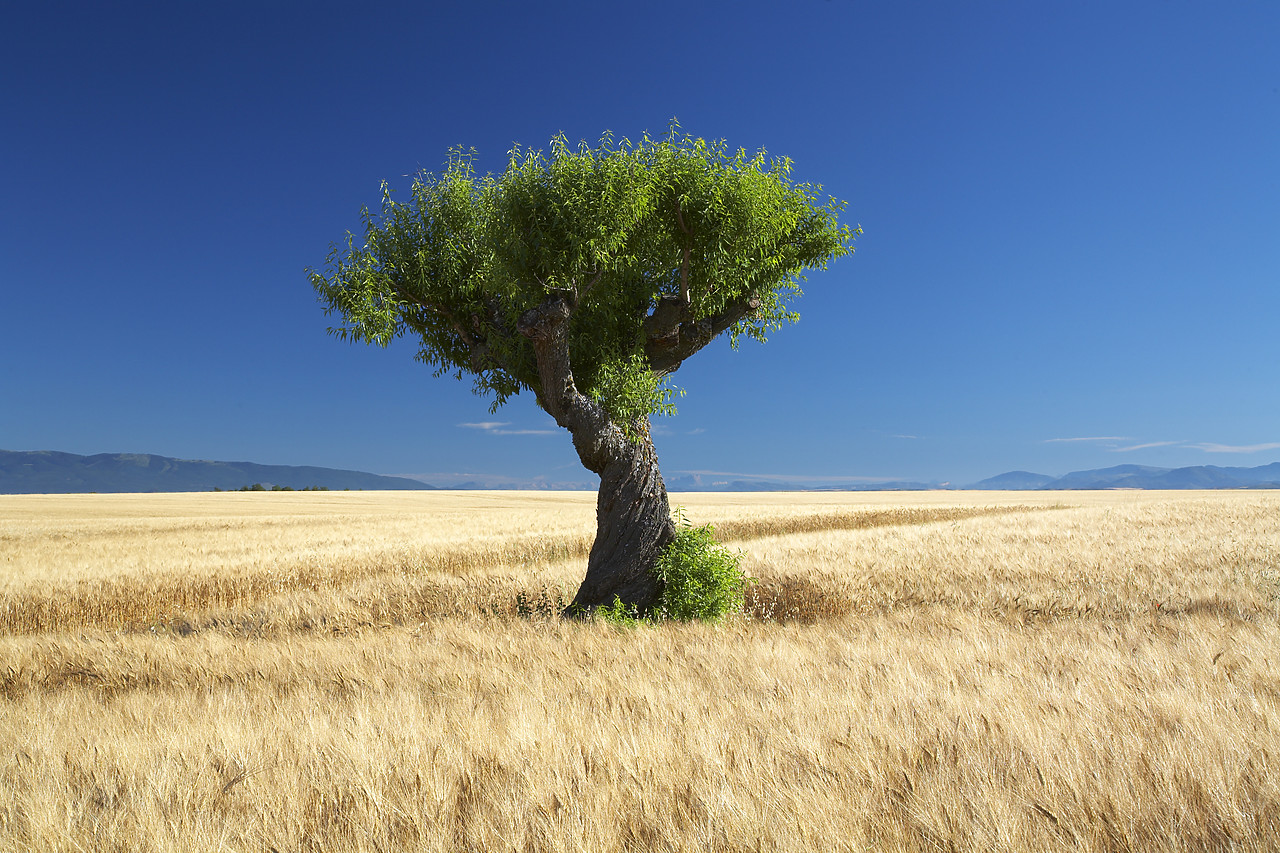 #080170-1 - Lone Tree in Field of Barley, near Valensole, Alpes de Haute, Provence, France