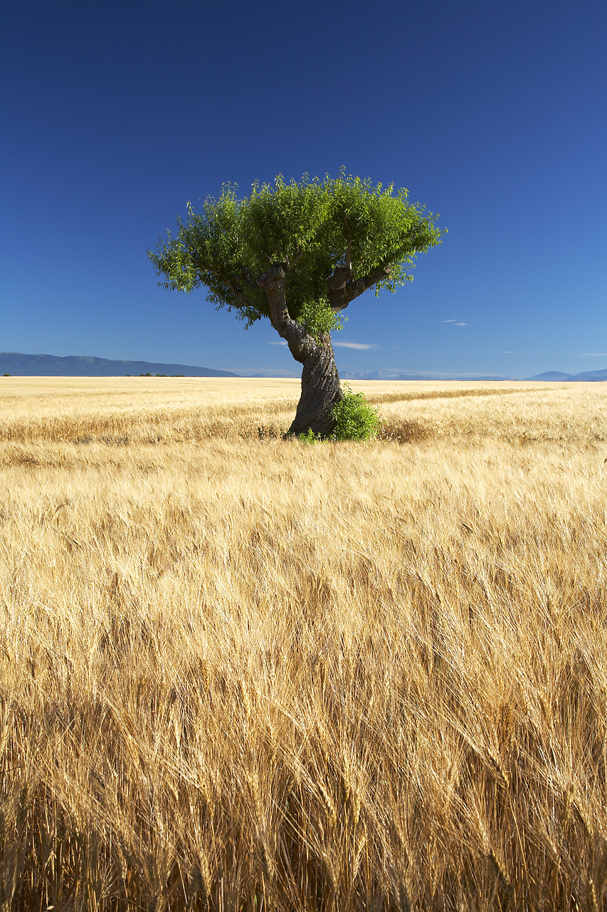#080170-2 - Lone Tree in Field of Barley, near Valensole, Alpes de Haute, Provence, France