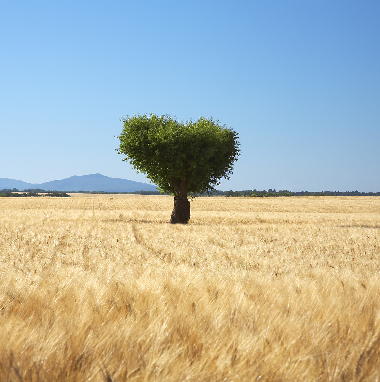#080171-1 - Lone Tree in Field of Barley, near Valensole, Alpes de Haute, Provence, France