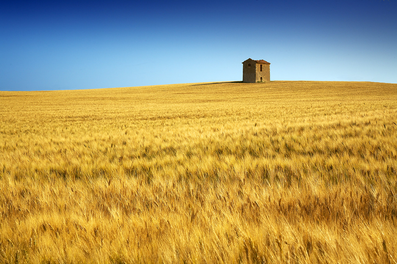 #080172-1 - Lone Barn in Field of Barley, near Puimoisson, Alpes de Haute, Provence, France