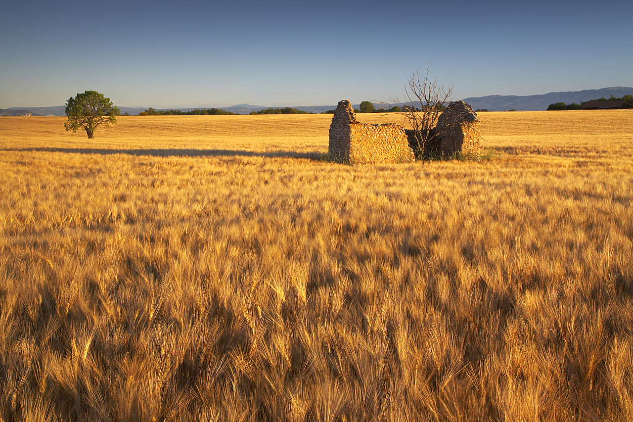#080174-1 - Lone Barn in Field of Barley, near Valensole, Alpes de Haute, Provence, France
