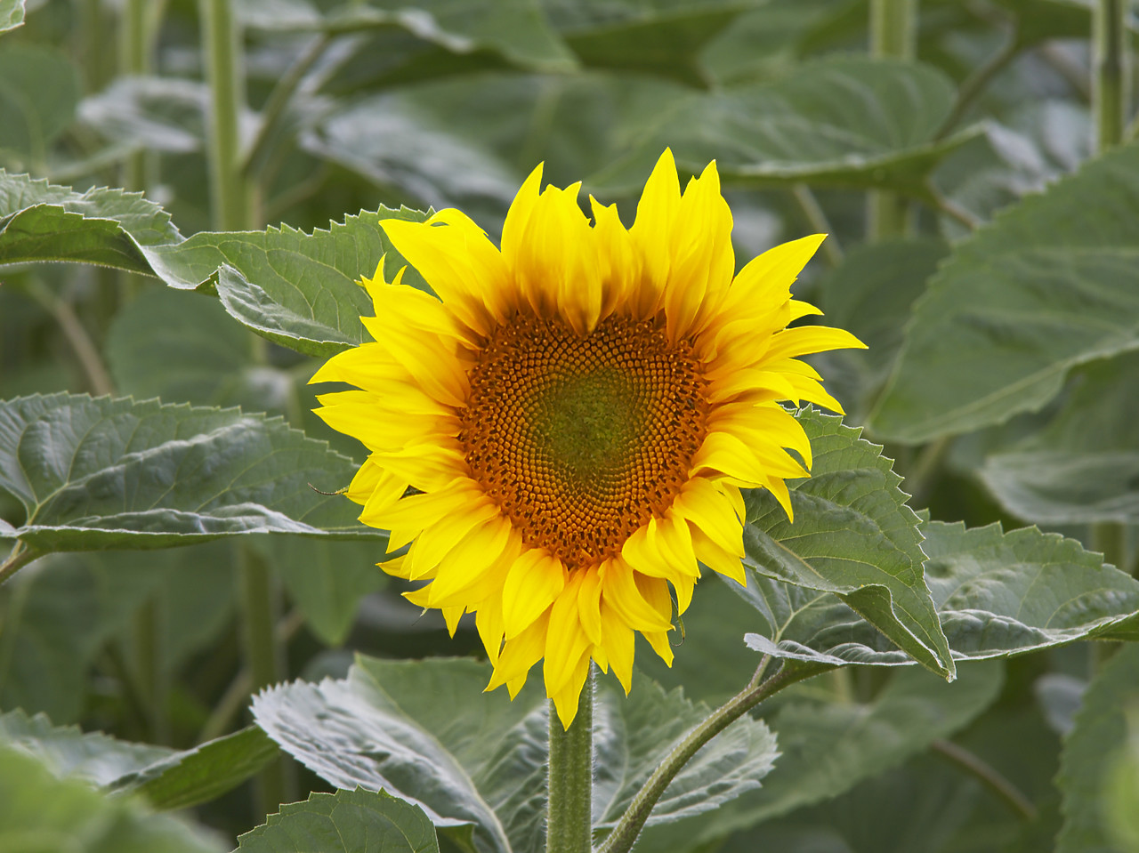 #080177-3 - Heart shaped Sun Flower, Alpes de Haute, Provence, France