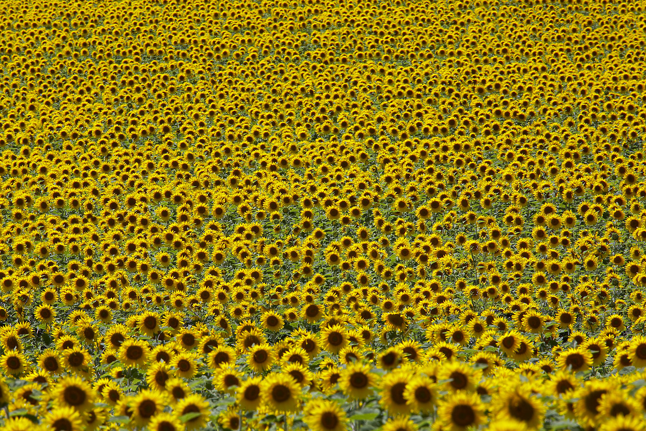 #080178-1 - Field of Sun Flowers, Alpes de Haute, Provence, France