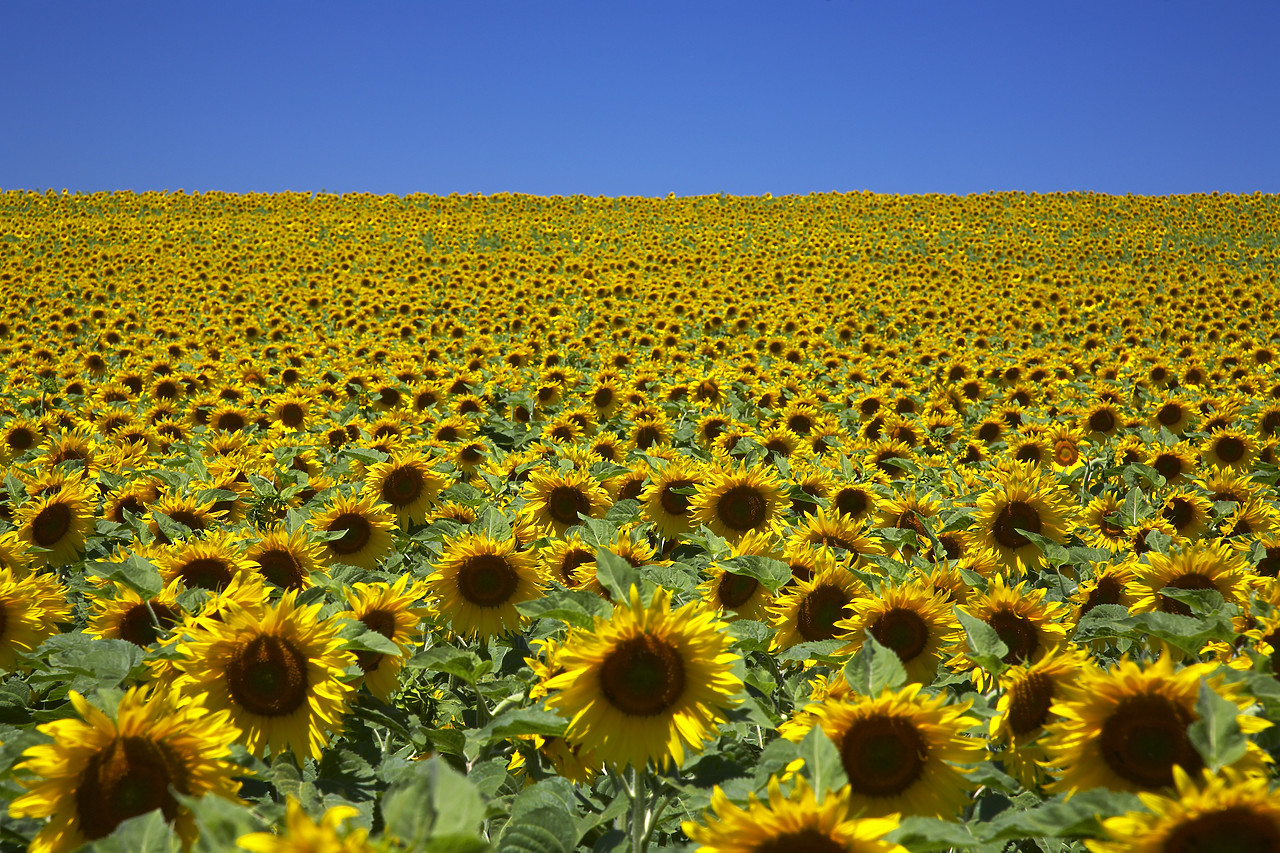 #080179-1 - Field of Sun Flowers, Alpes de Haute, Provence, France