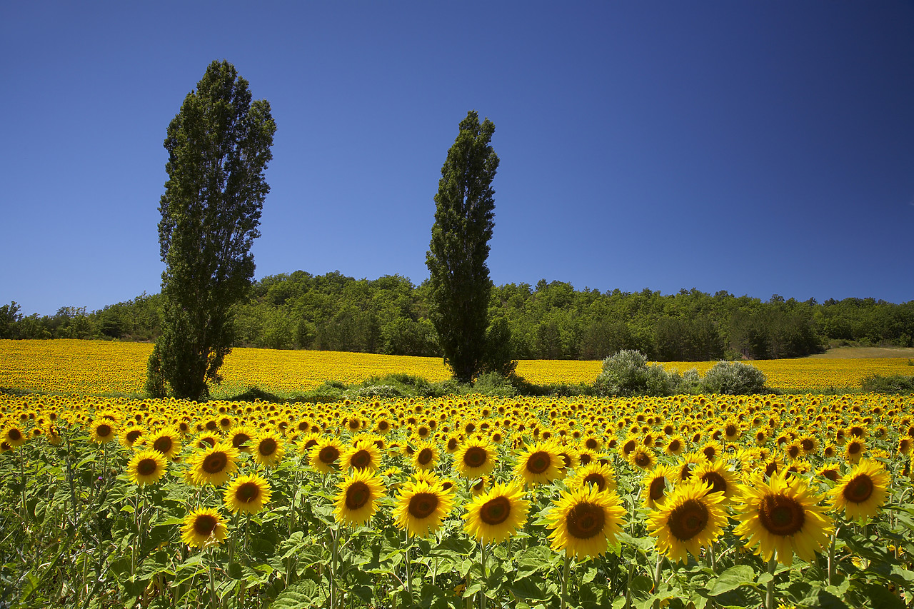 #080180-1 - Field of Sun Flowers, Alpes de Haute, Provence, France